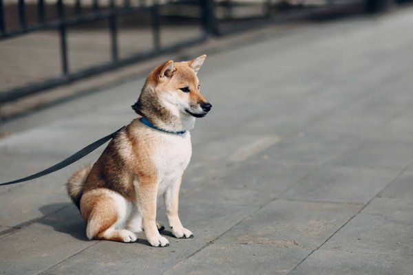 Quel est le prix d'un Shiba Inu?
